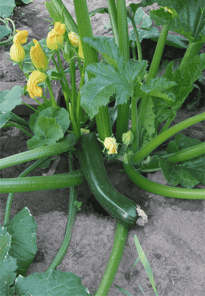 Field pumpkin(Cucurbita pepo)