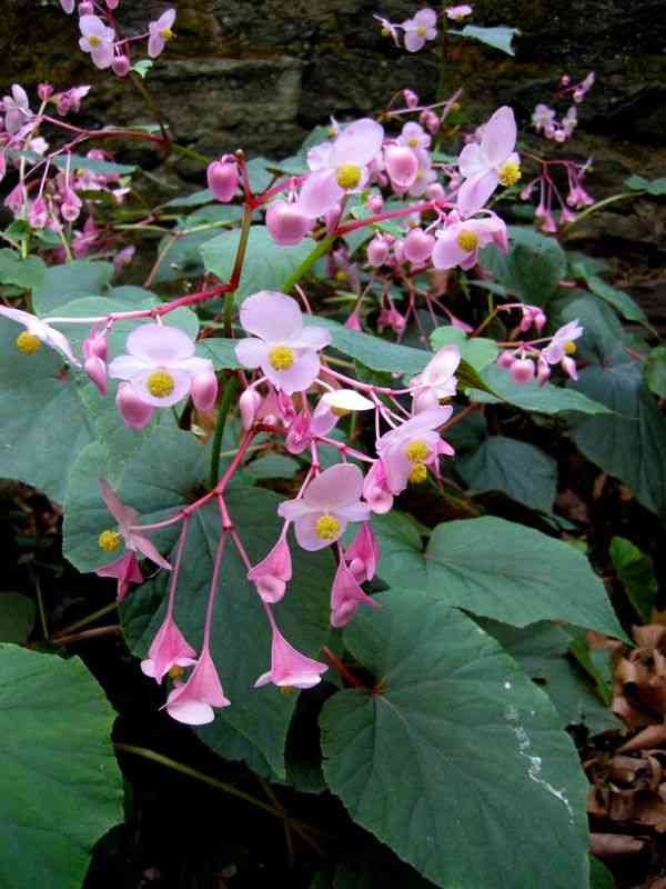 Hardy begonia(Begonia grandis)