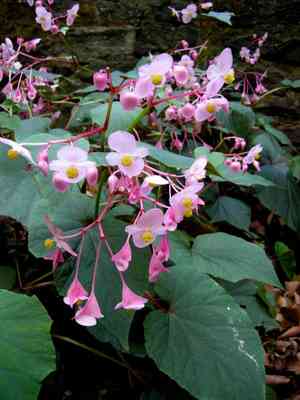 Hardy begonia(Begonia grandis)
