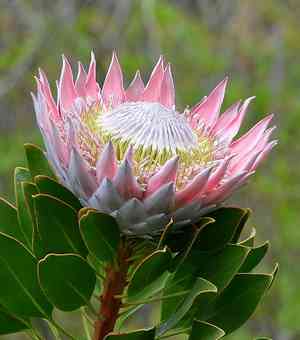 King protea(Protea cynaroides)