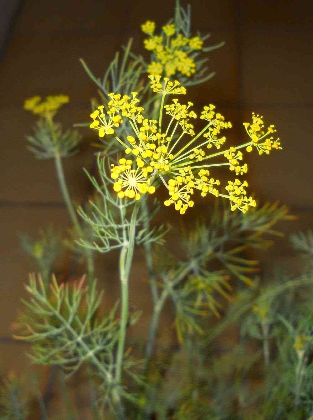 Dill(Anethum graveolens)