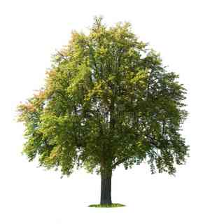 Common pear(Pyrus communis)