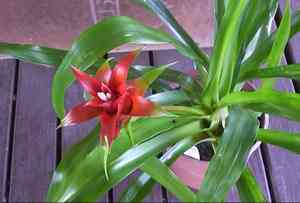 Canistropsis billbergioides(Canistropsis billbergioides)