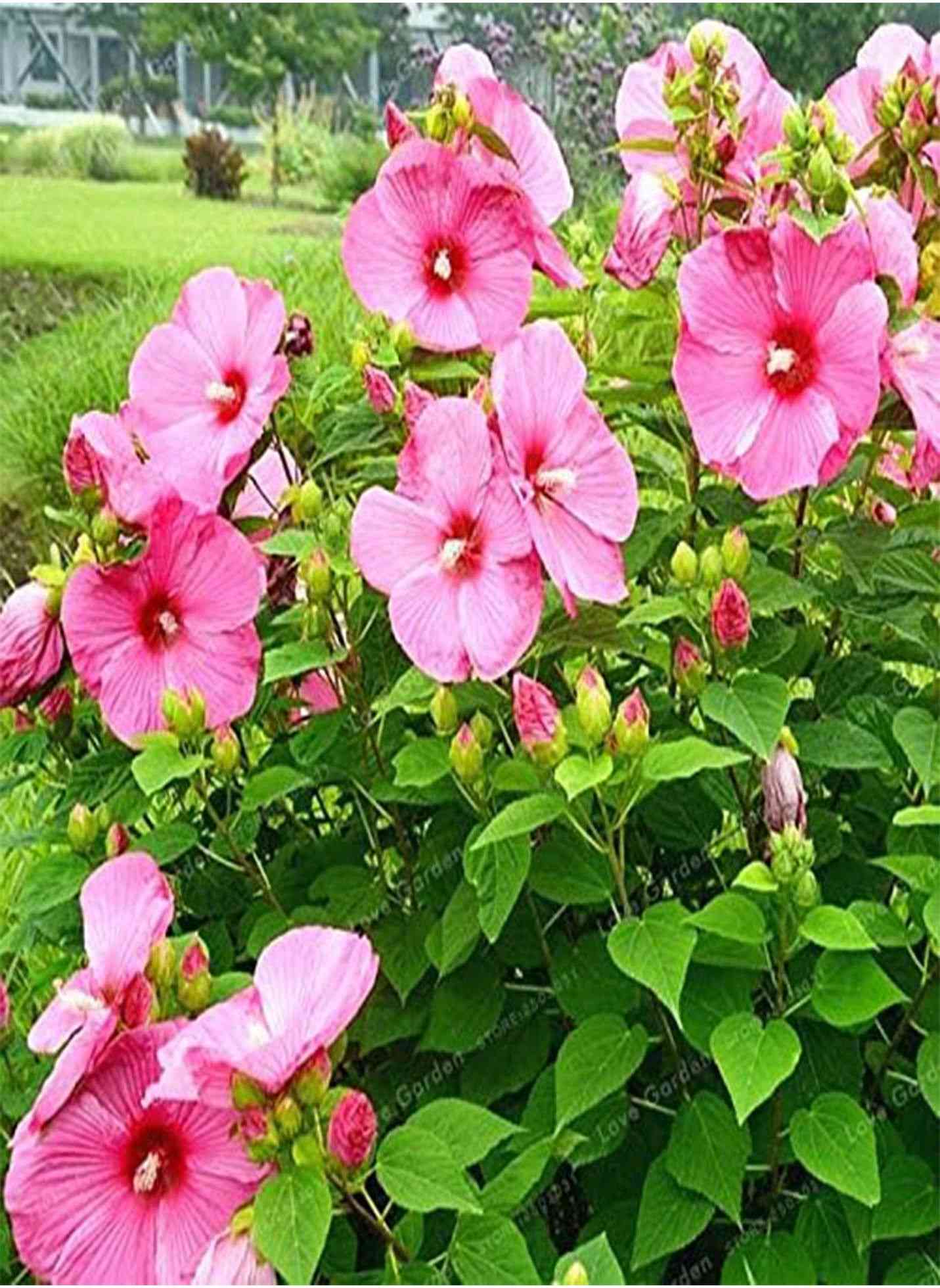 Swamp rose mallow(Hibiscus moscheutos)