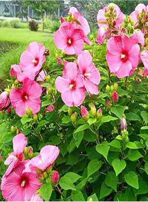 Swamp rose mallow(Hibiscus moscheutos)