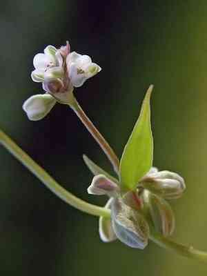 Black bindweed(Fallopia convolvulus)