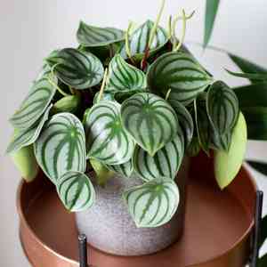 Watermelon peperomia(Peperomia argyreia)