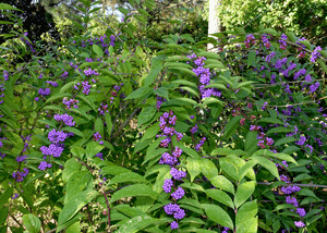 American beautyberry(Callicarpa americana)
