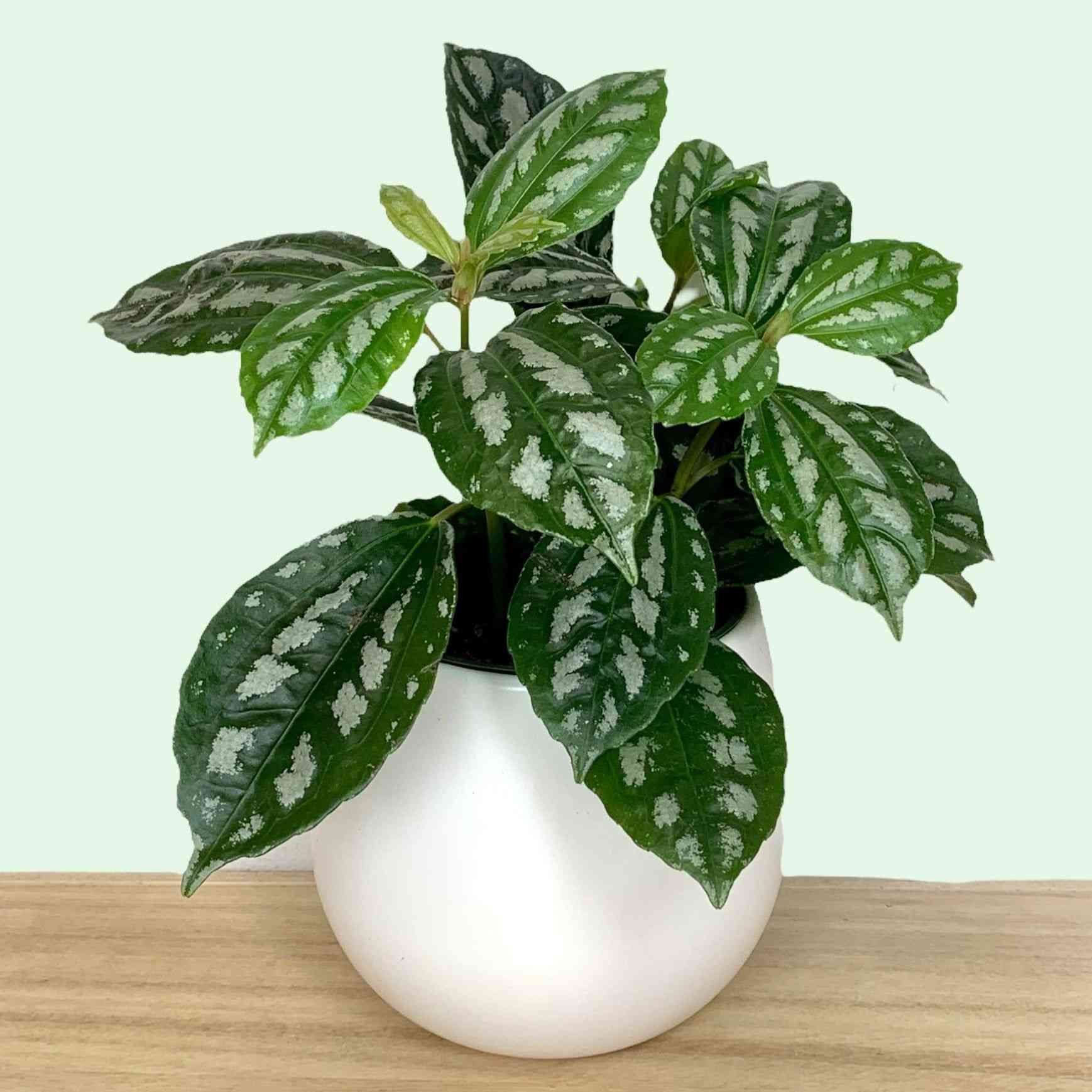 Aluminum plant(Pilea cadierei)