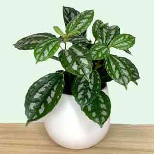 Aluminum plant(Pilea cadierei)