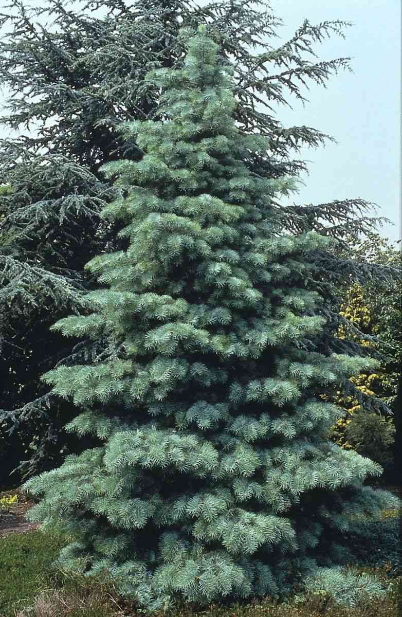 White fir(Abies concolor)
