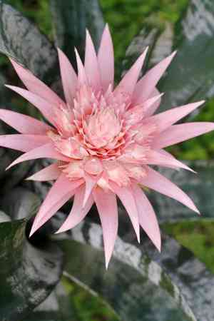 Urn plant(Aechmea fasciata)