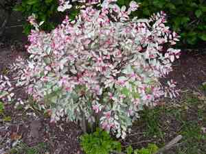 Snowbush(Breynia disticha)