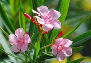 Oleander(Nerium oleander)