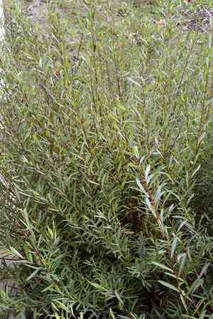 Wisconsin weeping willow(Salix pendulina)