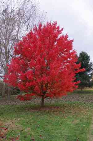 Red maple(Acer rubrum)