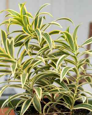 Song of india(Dracaena reflexa)