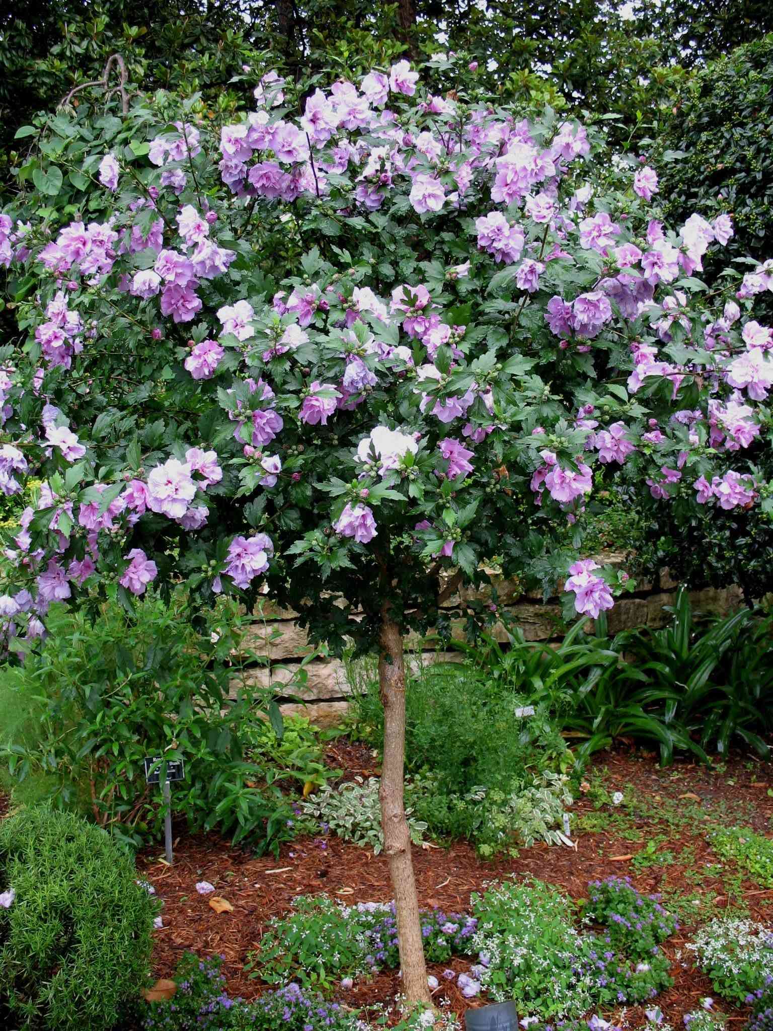 Rose of sharon(Hibiscus syriacus)