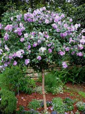 Rose of sharon(Hibiscus syriacus)