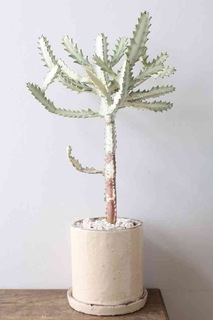 Mottled spurge(Euphorbia lactea)