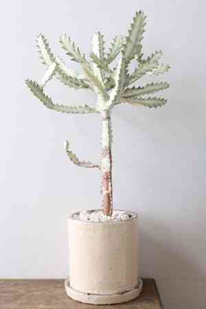 Mottled spurge(Euphorbia lactea)