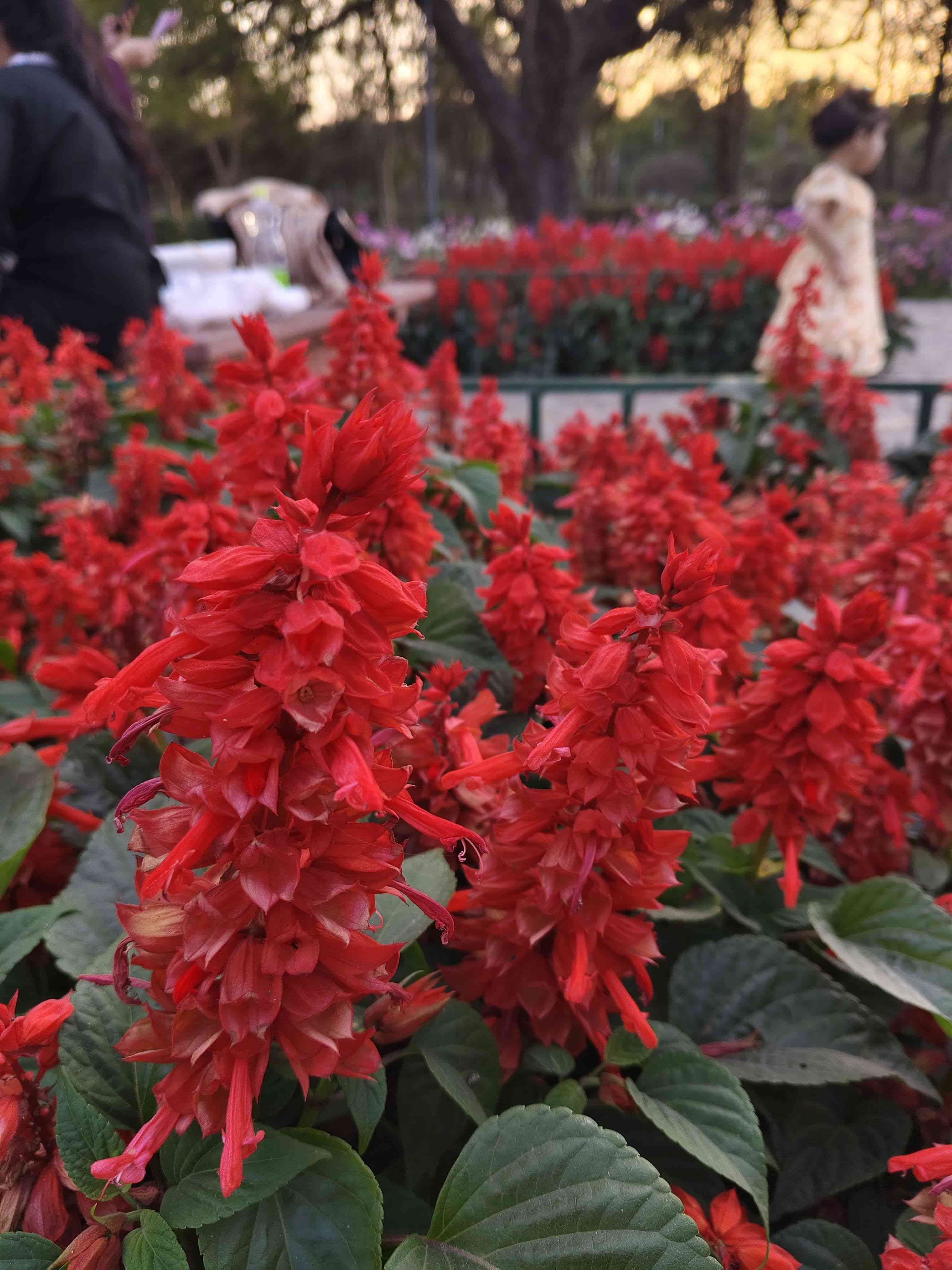 Scarlet sage(Salvia splendens)