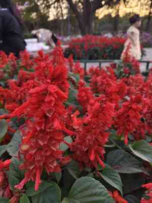 Scarlet sage(Salvia splendens)