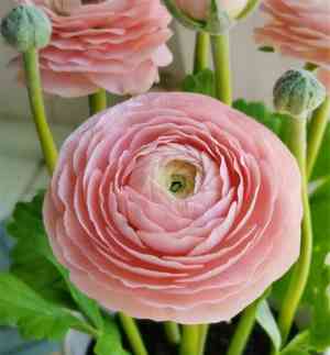 Persian buttercup(Ranunculus asiaticus)