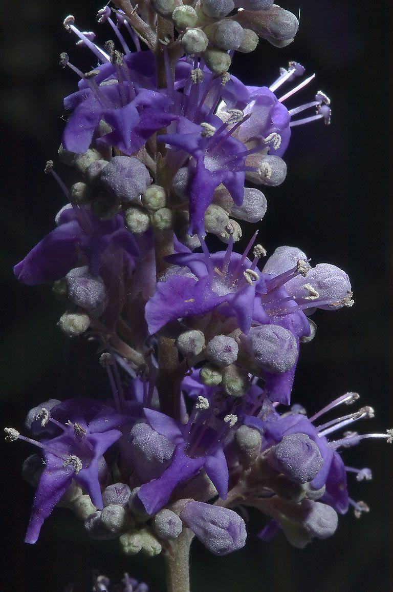 Chaste tree