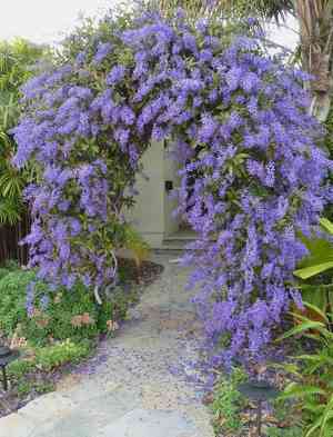 Queen's wreath(Petrea volubilis)
