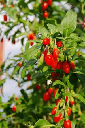 Chinese wolfberry(Lycium barbarum)