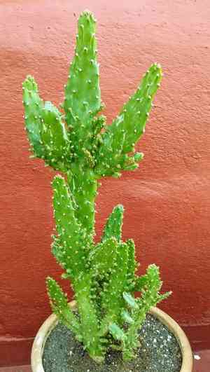 Drooping prickly pear(Opuntia monacantha)