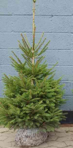 Norway spruce(Picea abies)
