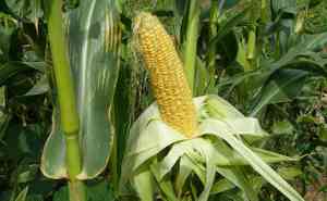 Maize(Zea mays)