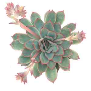 Pulido's echeveria(Echeveria pulidonis)