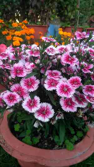 Chinese pink(Dianthus chinensis)