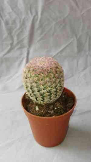 Rainbow cactus(Echinocereus pectinatus)
