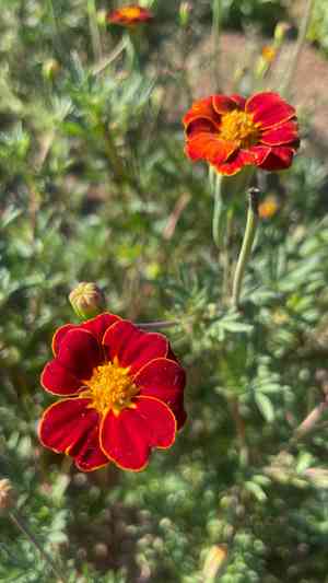 Signet marigold(Tagetes tenuifolia)