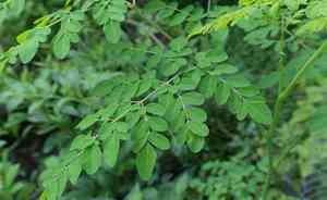 Moringa(Moringa oleifera)
