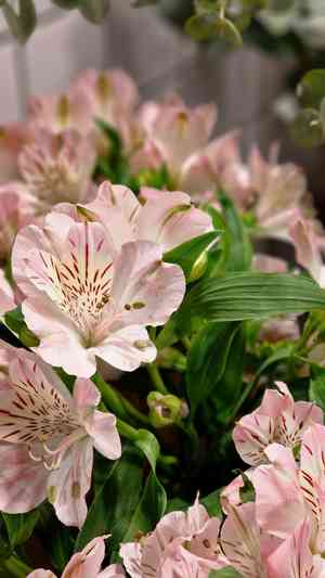 Peruvian lily(Alstroemeria aurea)