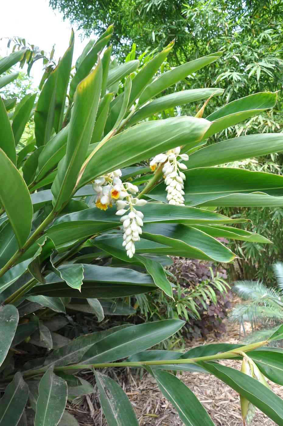 Alpinia zerumbet(Alpinia zerumbet)