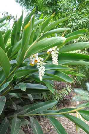 Alpinia zerumbet(Alpinia zerumbet)