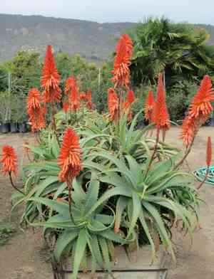 Candelabra aloe(Aloe arborescens)