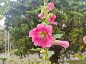 Alcea biennis(Alcea biennis)