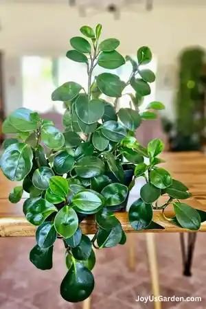 Baby rubber plant(Peperomia obtusifolia)