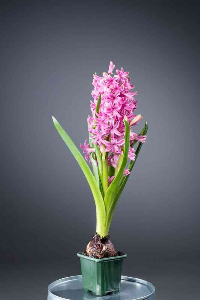 Common hyacinth(Hyacinthus orientalis)