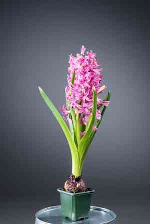 Common hyacinth(Hyacinthus orientalis)