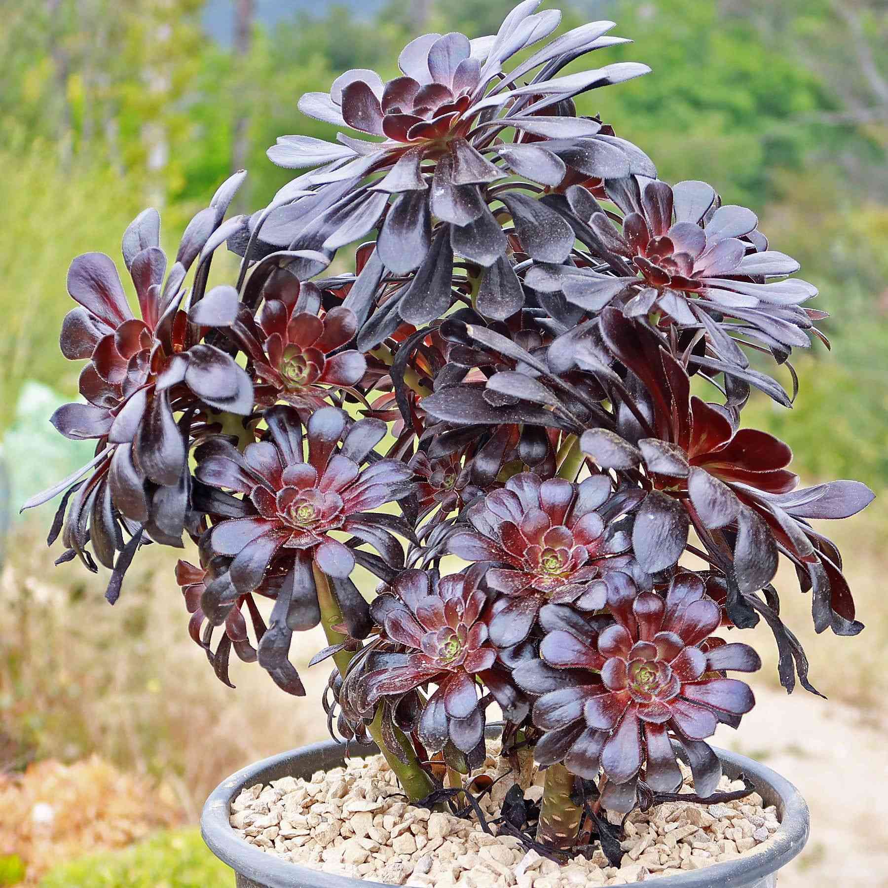 Tree aeonium(Aeonium arboreum)