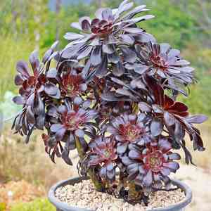 Tree aeonium(Aeonium arboreum)