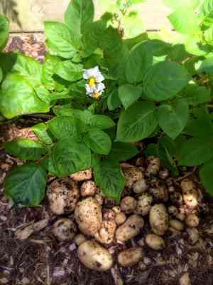 Potato(Solanum tuberosum)